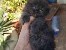 BrownieSkotish fold kittens