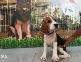 Beagle special offer 8 hours