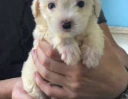 mini bichon