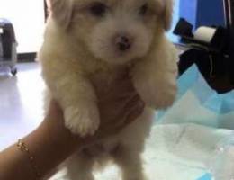 bichon for sale