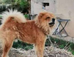 Imported ChowChow