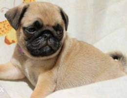 Mini pug