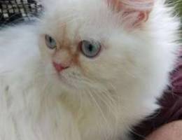 Himalayan Cat 1 year old vaccinates with a...