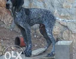 Mix gsp pointer 500 alef