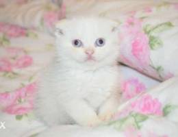 Scottish fold full wight blue eyes