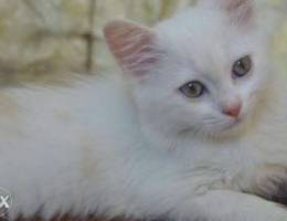 White kitten