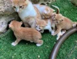 Kittens for sale