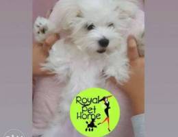 Maltese __ Bichon .Original.