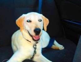 Labrador female for adoption