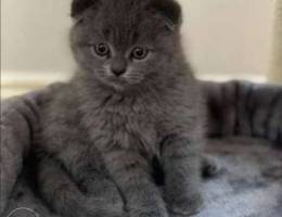 Scottish Kitten Blue