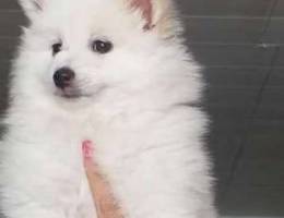 Pomeranian