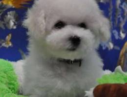 high quality bichon