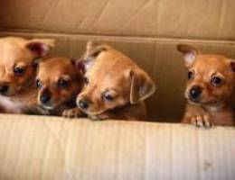 Mini pincher chihuahua puppies 300$ male /...