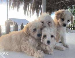 Bichon Puppies