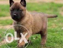 malinois female Ø³Ø¹Ø± Ø®Ø§Øµ