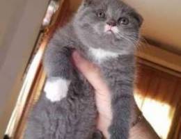 2 female Scottish fold bru color