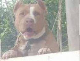 Pitbull red nose