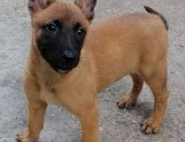 Malinois