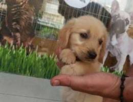 Golden retriver gold color bear face