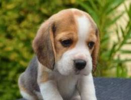 Beagle puppies male and female