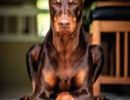 Looking for Doberman