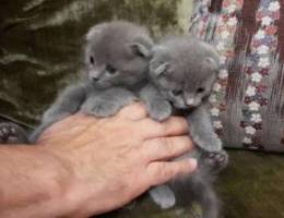 Female and male scottish fold 44 days