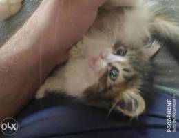 Kitten mix ragdoll with angora