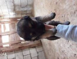 german shepherd puppies