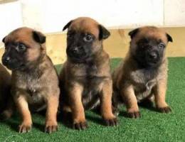 Malinois puppy