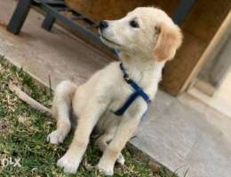 golden retriever pure blood