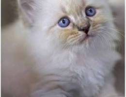 Himalayan kitten 1 month