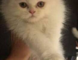 pure persian 2 month for sale 200$