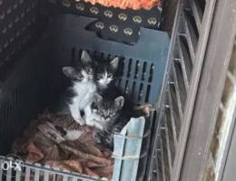 3 baby cats for sale