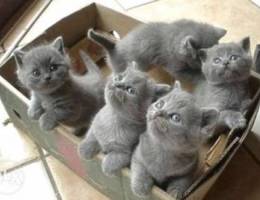 British shorthair purebred