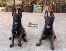 Malinois