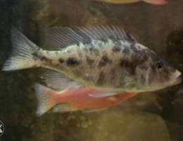 Aquarium fish for sale