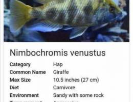 Fish for sale / Nimbochromis Venustus
