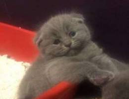 Scottish fold top quality