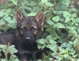 german shepherd sable puppies