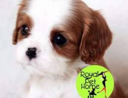 Cavalier King Charles (The ROYAL Breed)