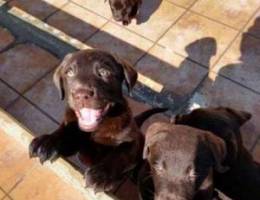 Chocolate labrador purebreed puppy