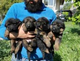 High quality German shepherd puppies