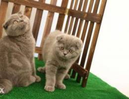 Scottish fold kittens