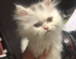 pure male persian kitten for sale