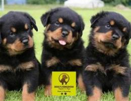 Rottweiler puppies