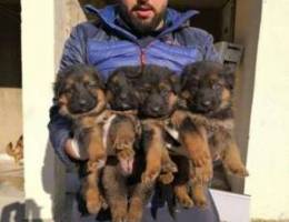 High quality German shepherd puppies