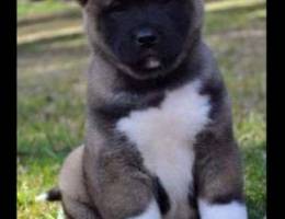 American Akita