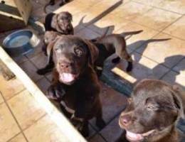 chocolate labrador