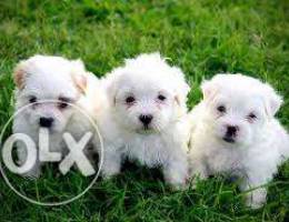 Bichon maltese