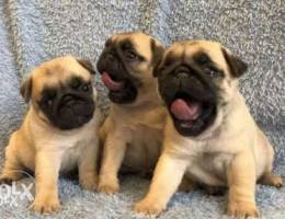 Pug puppies